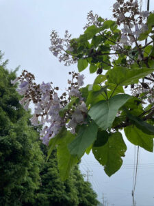 伊香保温泉旅行 桐の花
